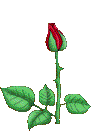 la fleur 