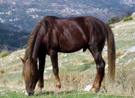 cheval