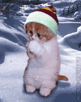 chat 