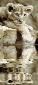 lion 